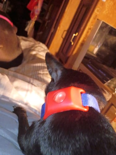 Kevin B. photo with Pawtiva tag