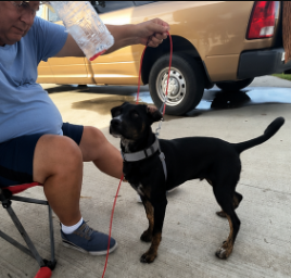 Tino L. photo with Pawtiva tag
