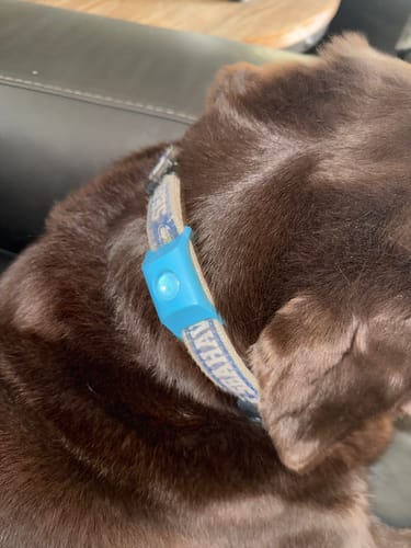 Sophie H. photo with Pawtiva tag
