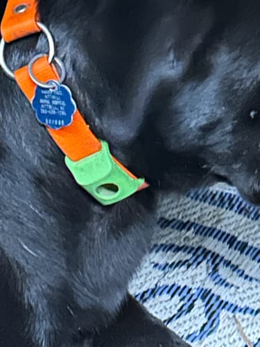 Nicole B. photo with Pawtiva tag