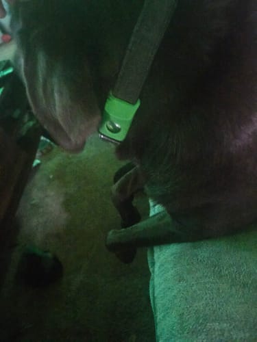 Asia L. photo with Pawtiva tag